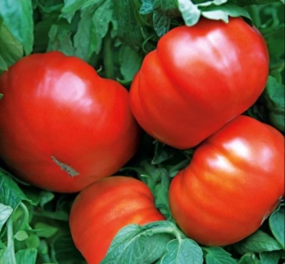 Pomidor Giant czerwony