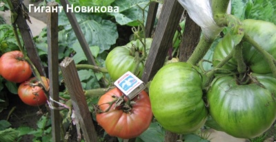 Pomidorowy Gigant Novikova