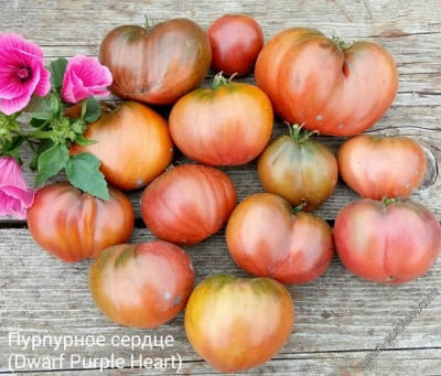 Pomidorowy gnom Purpurowe serce