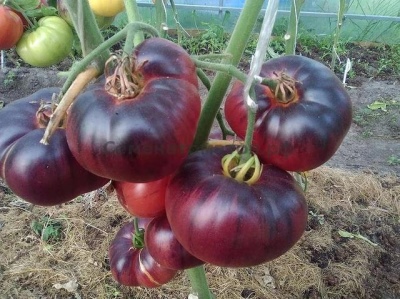 Pomidorowa niebieska piękność
