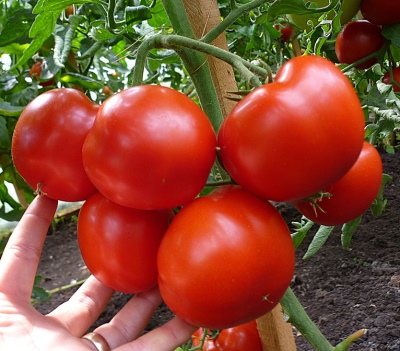 Pomidorowa Grawitacja