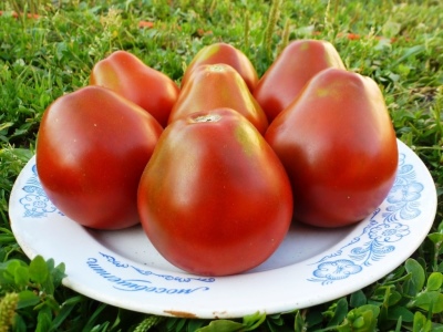 Pomidorowa Gruszówka