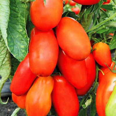 Guliwer Pomidorowy