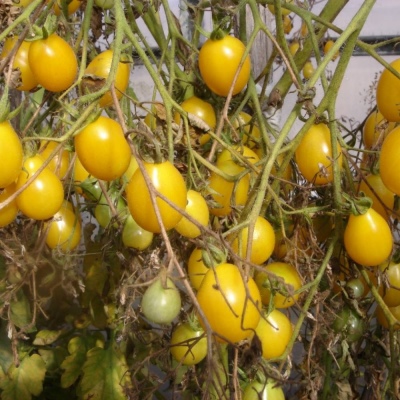 Pomidor Ildiego