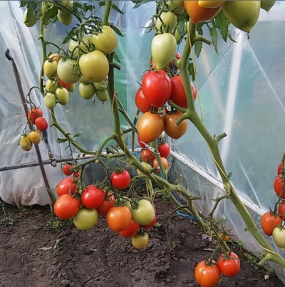 Pomidorowa Cesarzowa