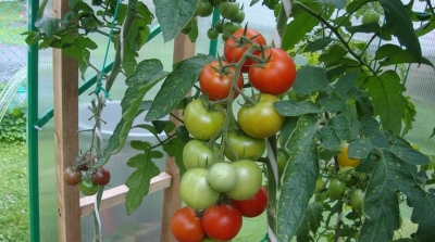 Pomidorowa intuicja
