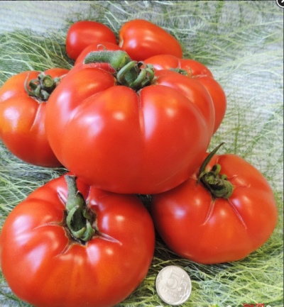 Pomidorowy Gigant