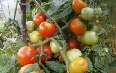 Pomidorowy czerwiec