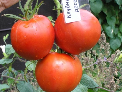 Pomidor Truskawkowy Deser