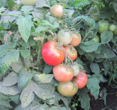 Klusza Pomidorowa