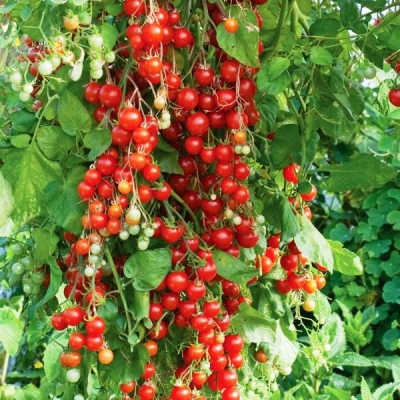 Pomidorowe Drzewo Cukierkowe