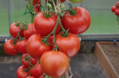 Pomidorowa czerwona pochodnia