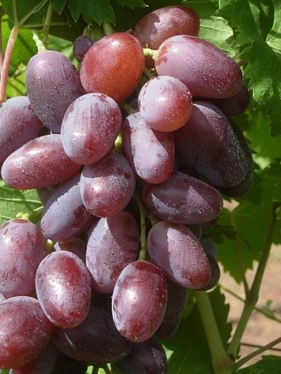Winogrona Sherkhan