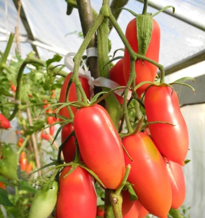 Pomidorowy Barbarzyńca