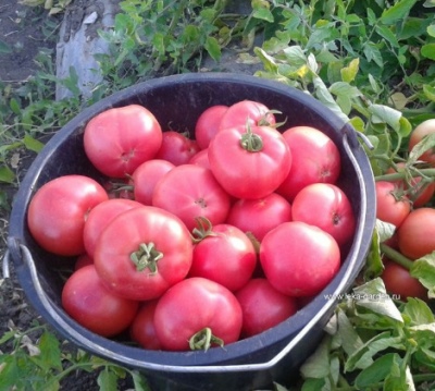 Cynober pomidorowy