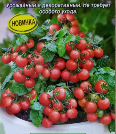 Pomidor Pozornie niewidoczny