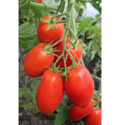 Pomidorowa Vikusya