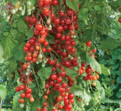 Wodospad pomidorowo-wiśniowy