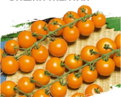 Pomidor Wiśnia żółty
