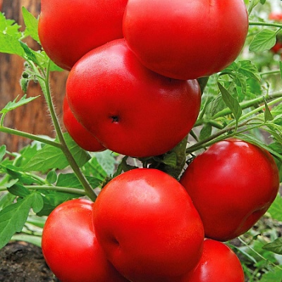 Wojewoda Pomidorowy