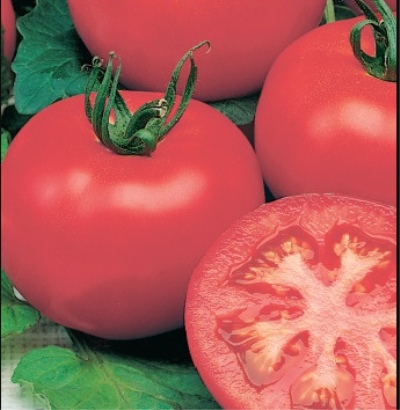 Pomidorowa poświata