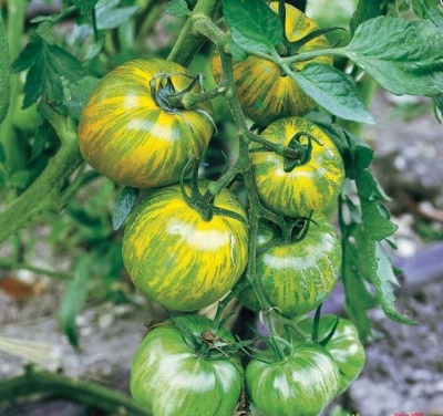 Pomidorowa Zielona Zebra