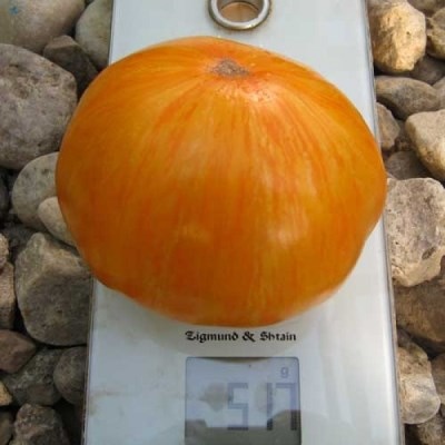Pomidorowa perła Janet