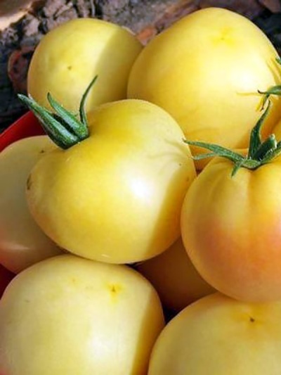 Pomidorowa żyrafa