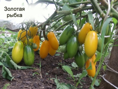 Pomidorowa Złota Rybka