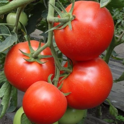 Pomidorowa Gwiazda Syberii