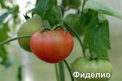 Pomidor Fidelio