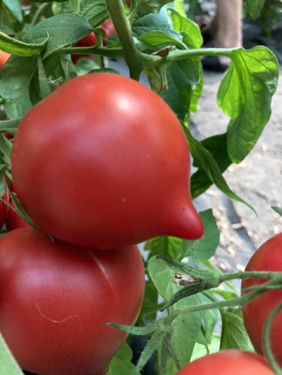 Pomidor pięćdziesiąt