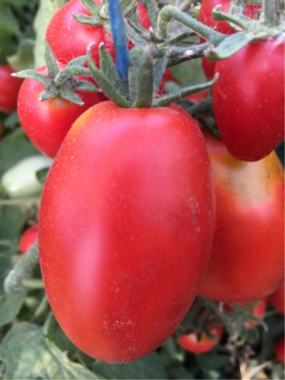 Pomidor Phytos