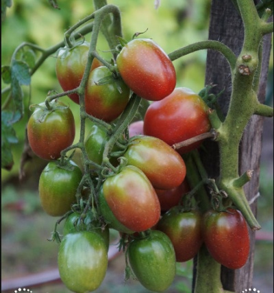 Pomidorowa Kazaczka