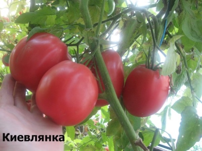 Pomidor Kijowlanka