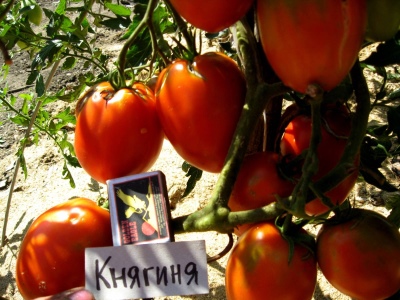 Pomidorowa Księżniczka