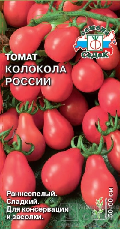 Pomidorowe Dzwonki Rosji