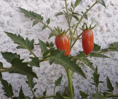Pomidorowa niespodzianka