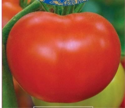 Pomidorowa Rafa Koralowa