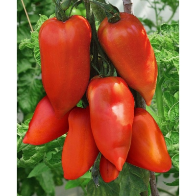 Cornabel pomidorowy