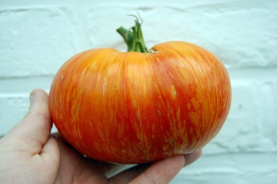 Pomidorowy Król Piękna