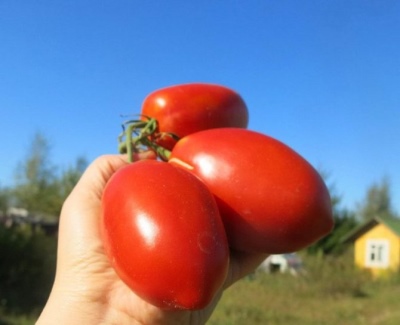 Pomidorowy Król Pingwin
