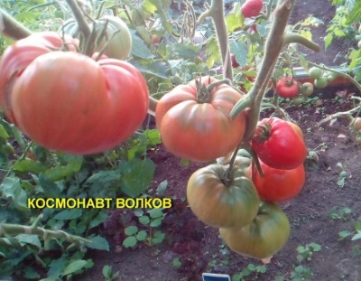 Pomidor kosmonauta Wołkow