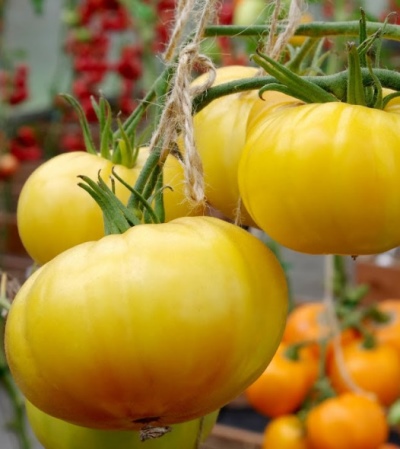 Ciasto Pomidorowe