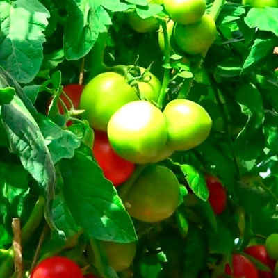 Kurtyzana pomidorowa