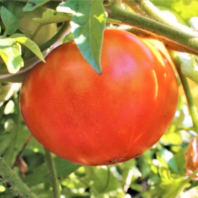 Pomidor Koum
