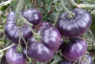 Pomidorowy Lazurowy Gigant