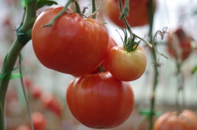 Pomidorowa legenda Koktebel