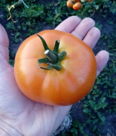 Pomidorowa La la fa