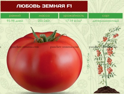 Pomidorowa Miłość Ziemska